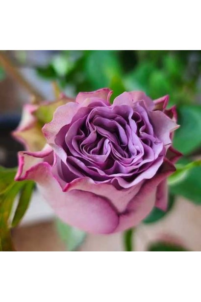 Квітка троянди ’Дольчетто’ з хвилястими пелюстками